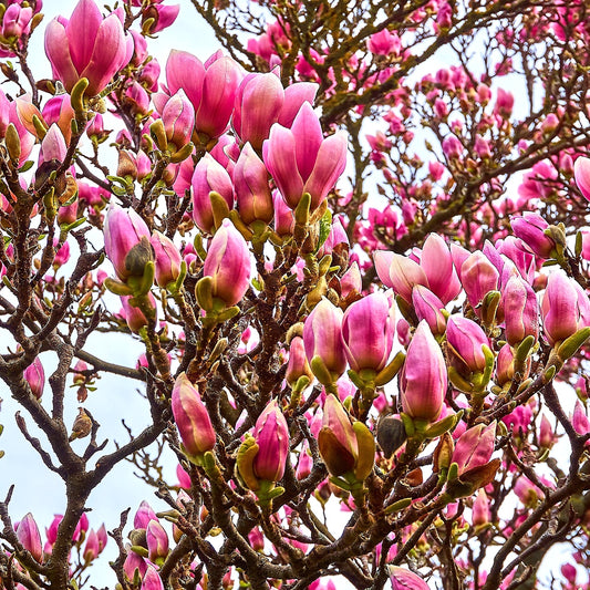 Magnolia x soulangeana (Saucer Magnolia)