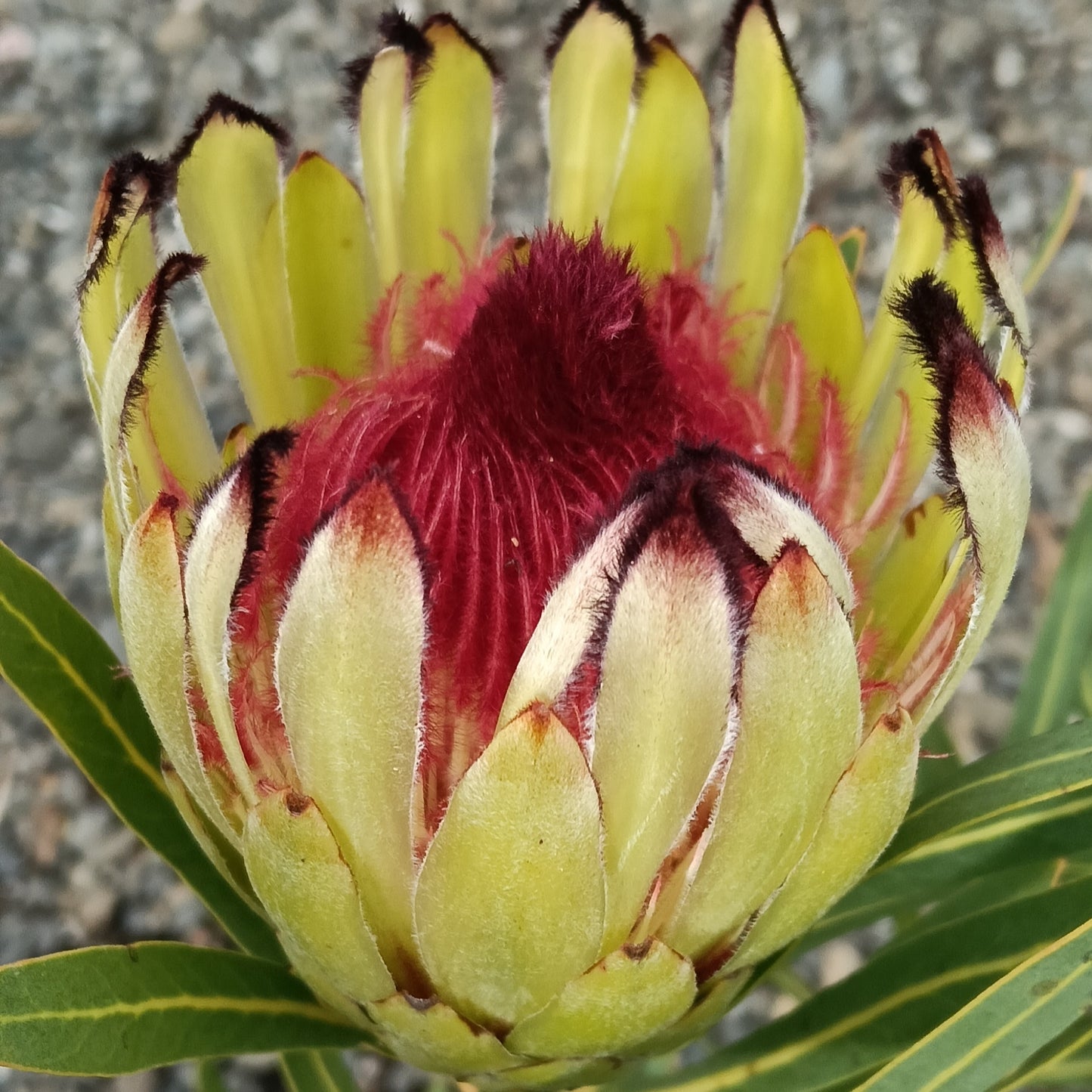 Protea 'Margaret Watling' (Sugarbush)
