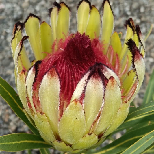 Protea 'Margaret Watling' (Sugarbush)