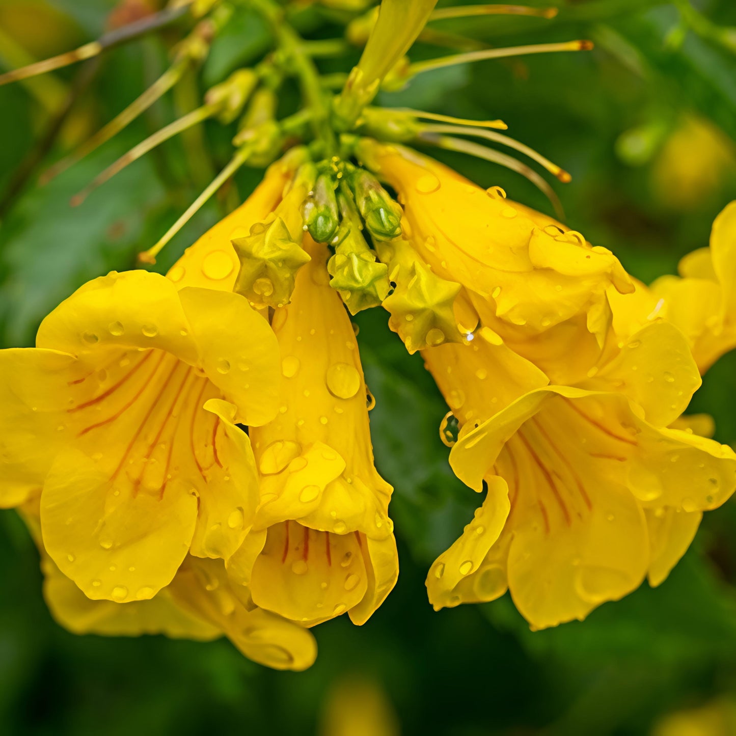 Tecoma stans 'Mayan Gold' (Esperanza, Yellow Elder)