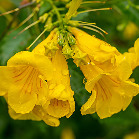 Tecoma stans 'Mayan Gold' (Esperanza, Yellow Elder)