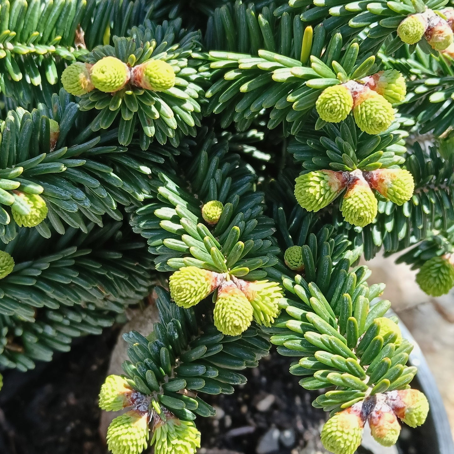 Abies balsamea (Balsam Fir)