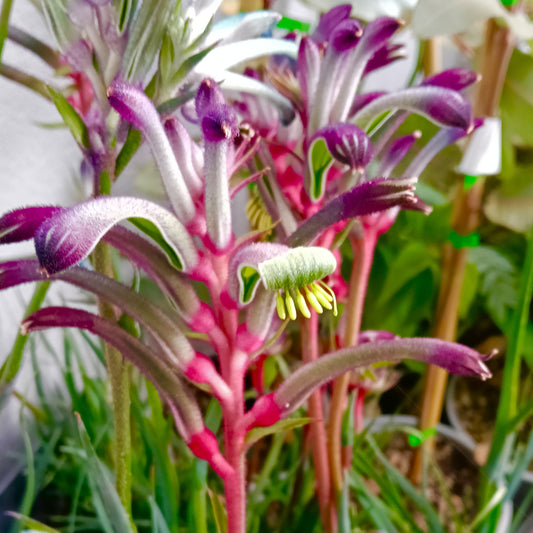 Anigozanthos Celebrations 'Jazz' (Kangaroo Paw)
