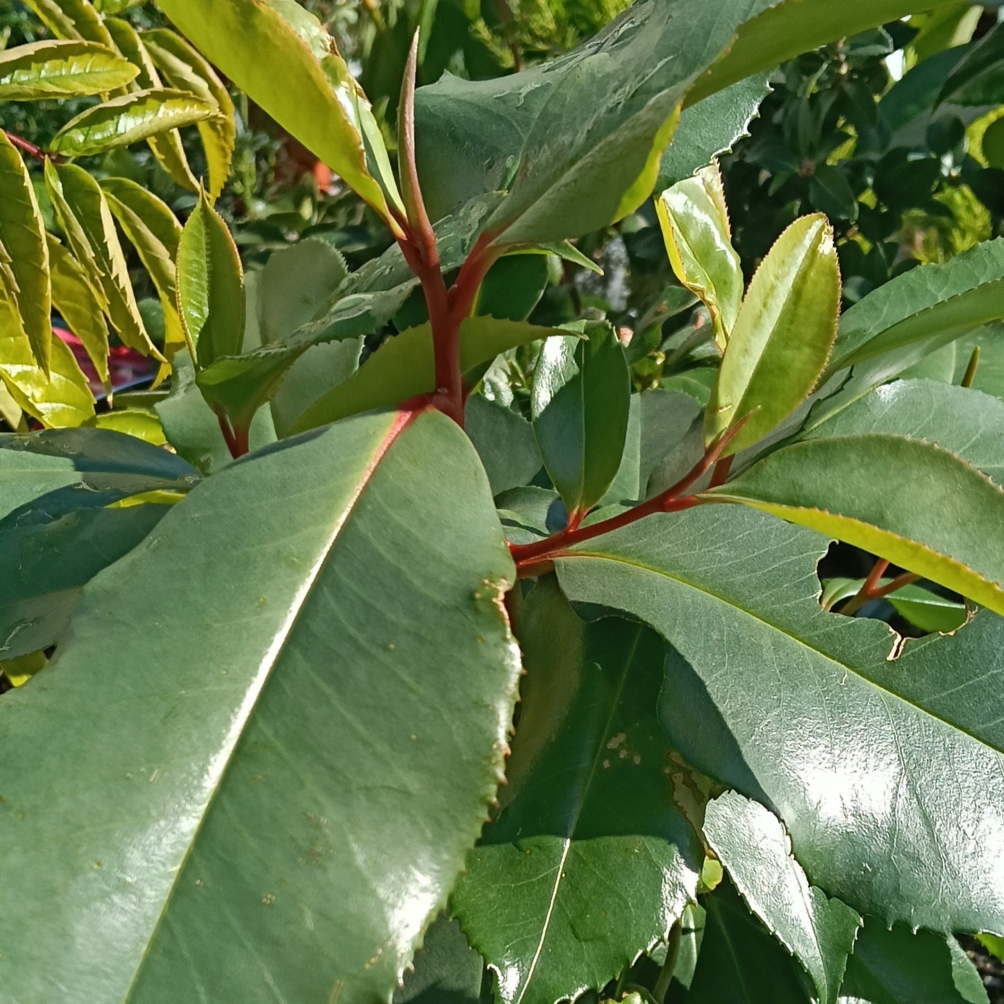 Camellia taliensis (Wild Tea, Fried Egg Plant)