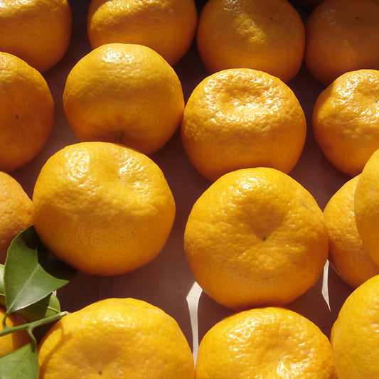 Citrus x deliciosa (Willowleaf Mandarin, Yousef Effendi)