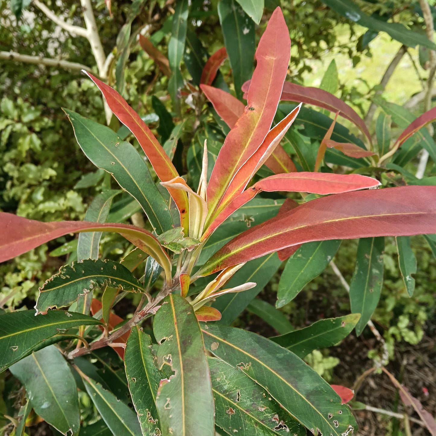 Tristaniopsis laurina (Water Gum, Kanooka)