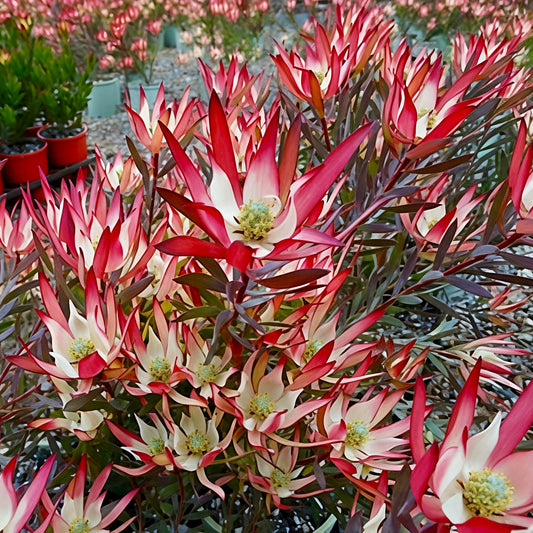Leucadendron salignum 'Jack Harre' (Conebush)