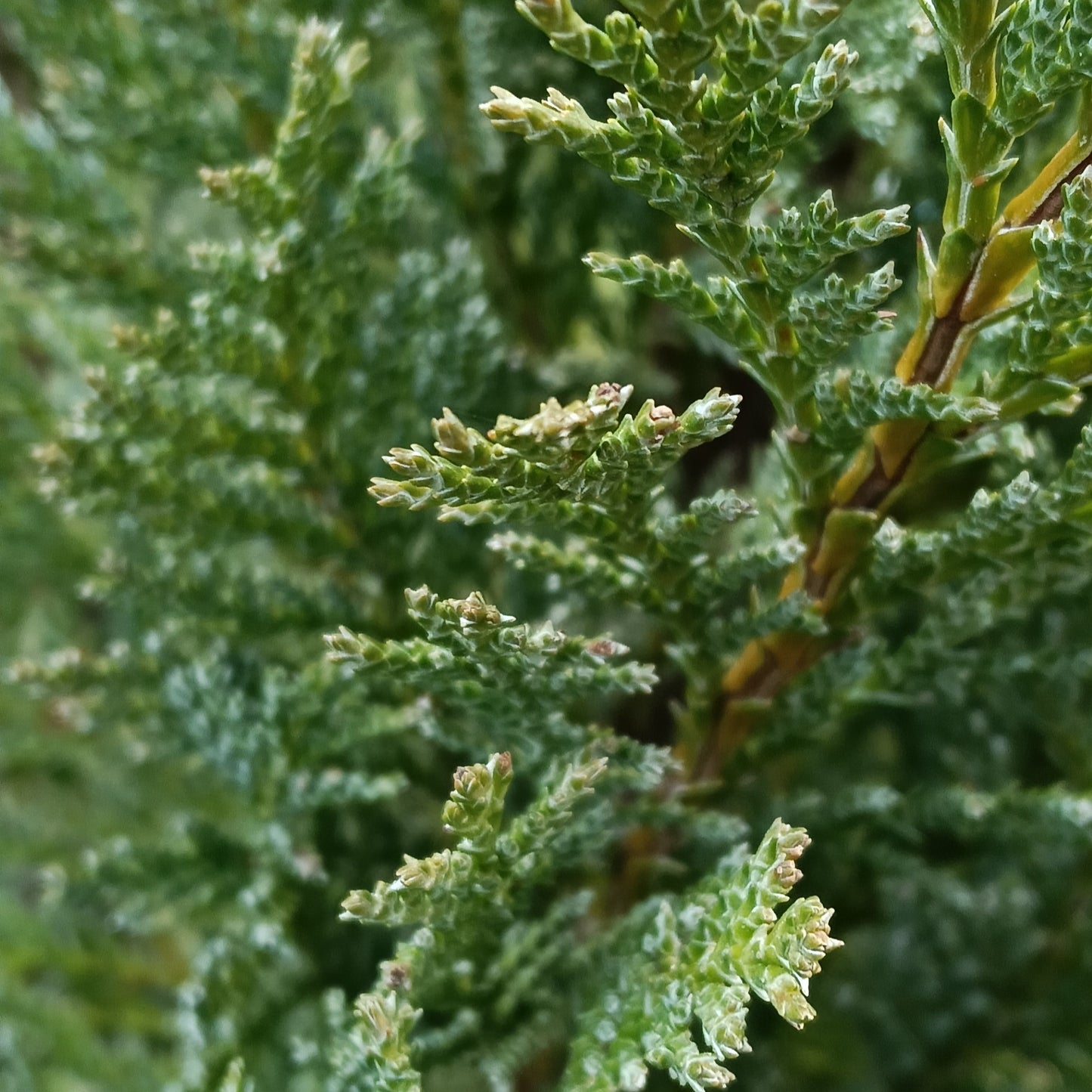 Chamaecyparis lawsoniana 'Blue Mountain' (Port Orford Cedar)