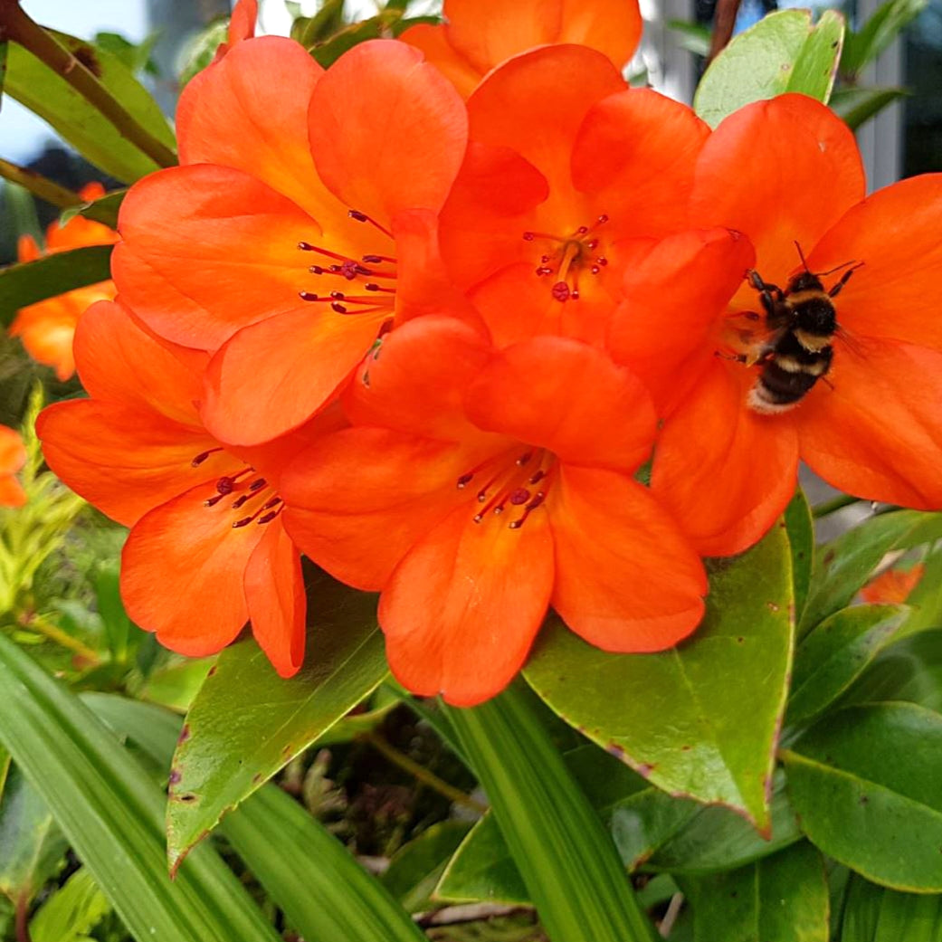 Rhododendron 'Burning Embers' (Vireya)