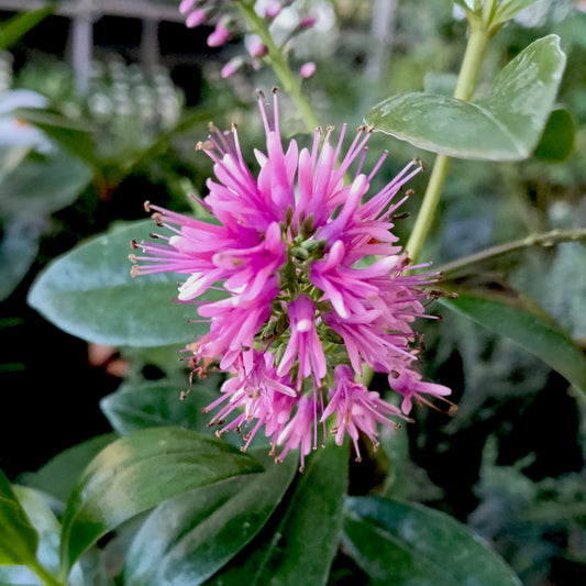 Veronica speciosa 'Eveline' (Hebe)