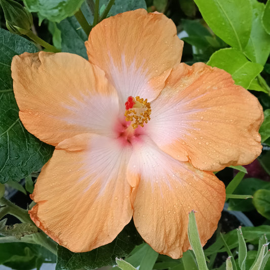 Hibiscus x rosa-sinensis
'Golden Queen' (Fijian Hibiscus)