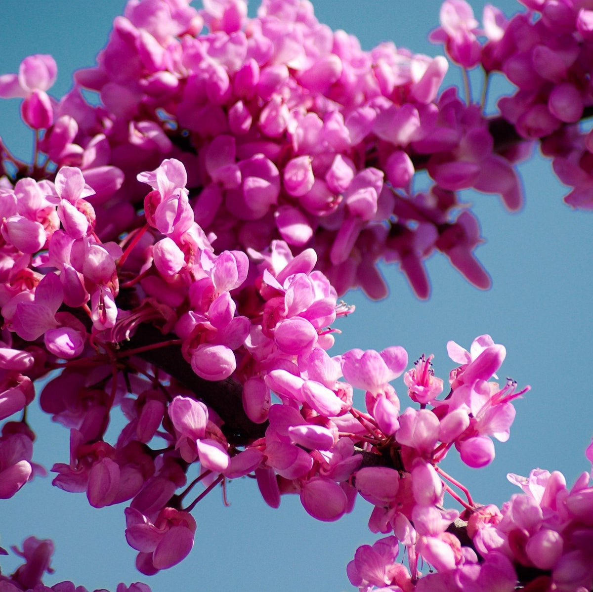Cercis canadensis (Eastern Redbud)