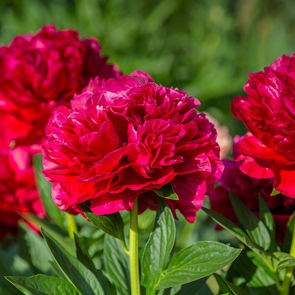 Paeonia lactiflora 'Henry Bockstoce' (Peony)