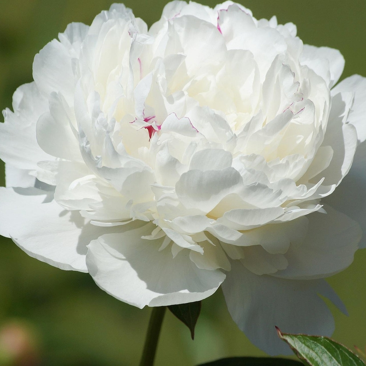 Paeonia lactiflora 'Shirley Temple' (Peony)