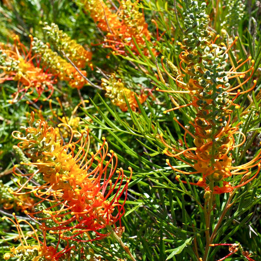 Grevillea 'Tangerine Dream' (Spider Flower)
