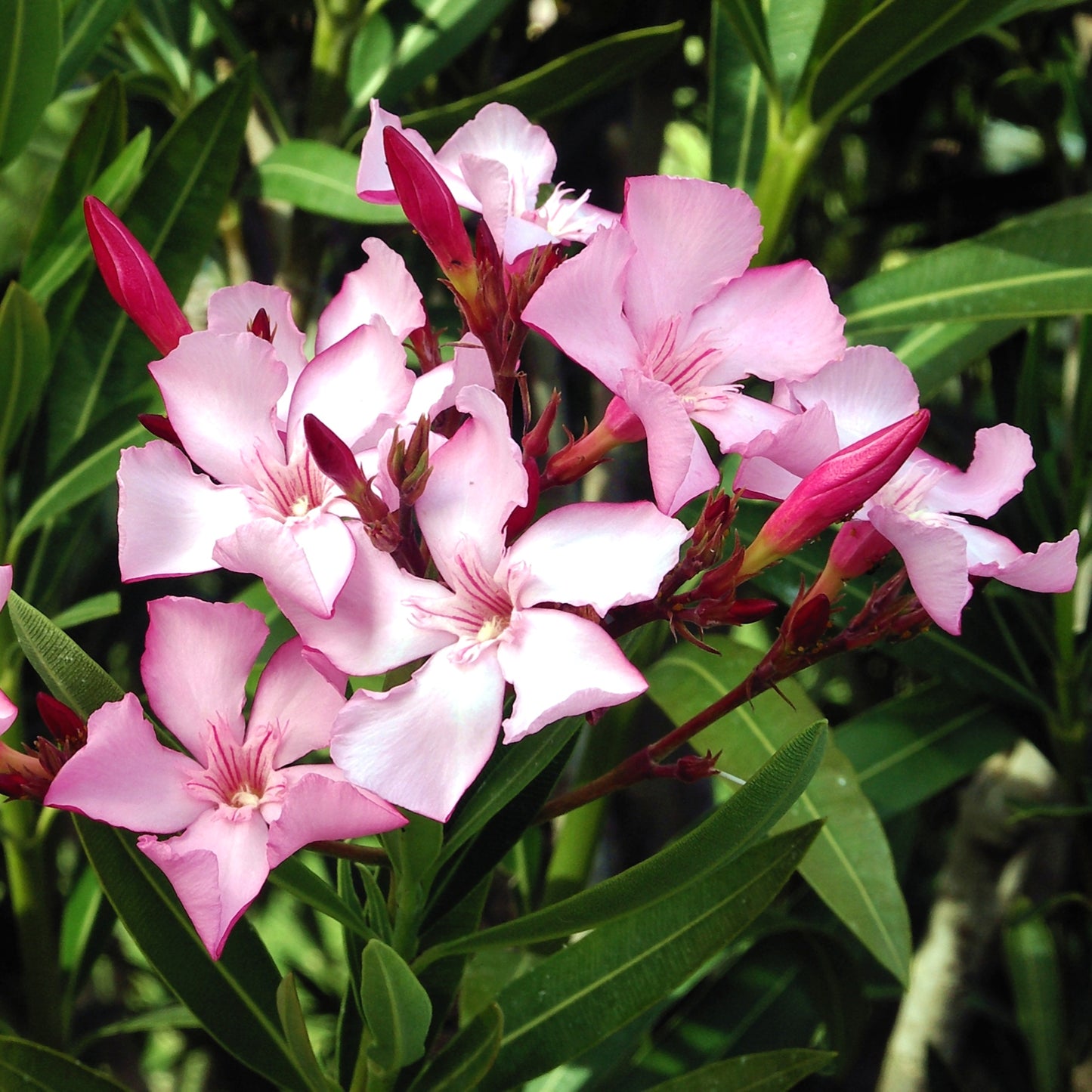 Nerium oleander 'Punctatum' (Oleander)