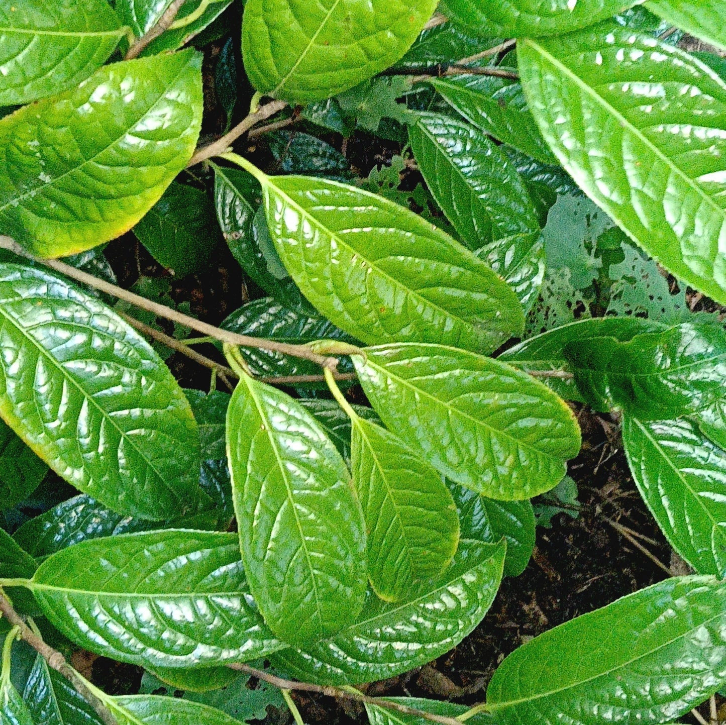 Camellia petelotii (Golden Camellia)