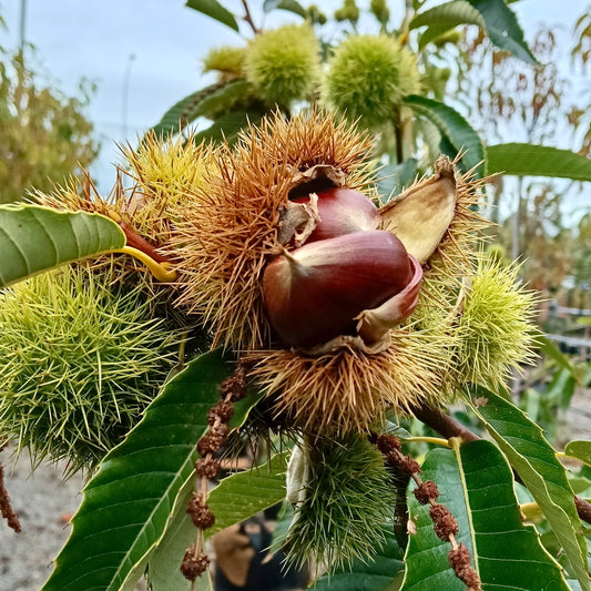Castanea sativa (Sweet Chestnut)