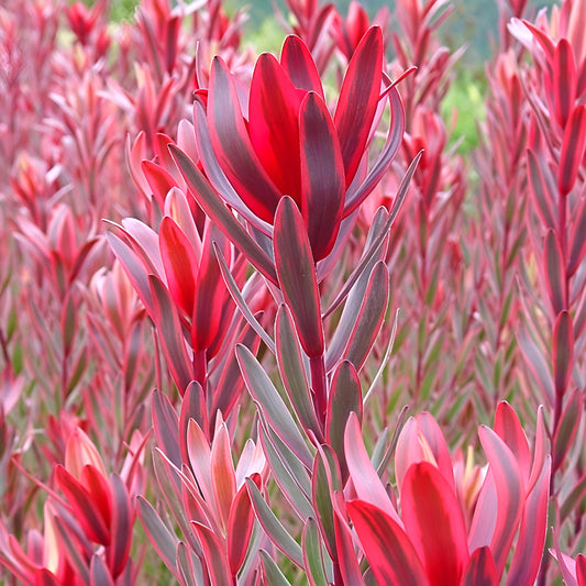 Leucadendron 'Safari Sunshine' (Conebush)