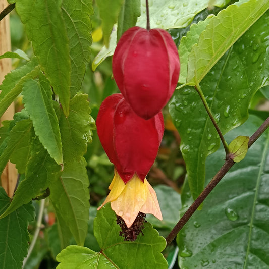 Callianthe megapotamicum (Trailing Abutilon)