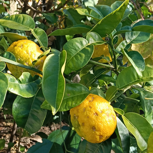 Citrus junos (Yuzu Lemon)