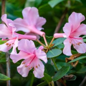Rhododendron 'Greer's Pink' (Vireya)