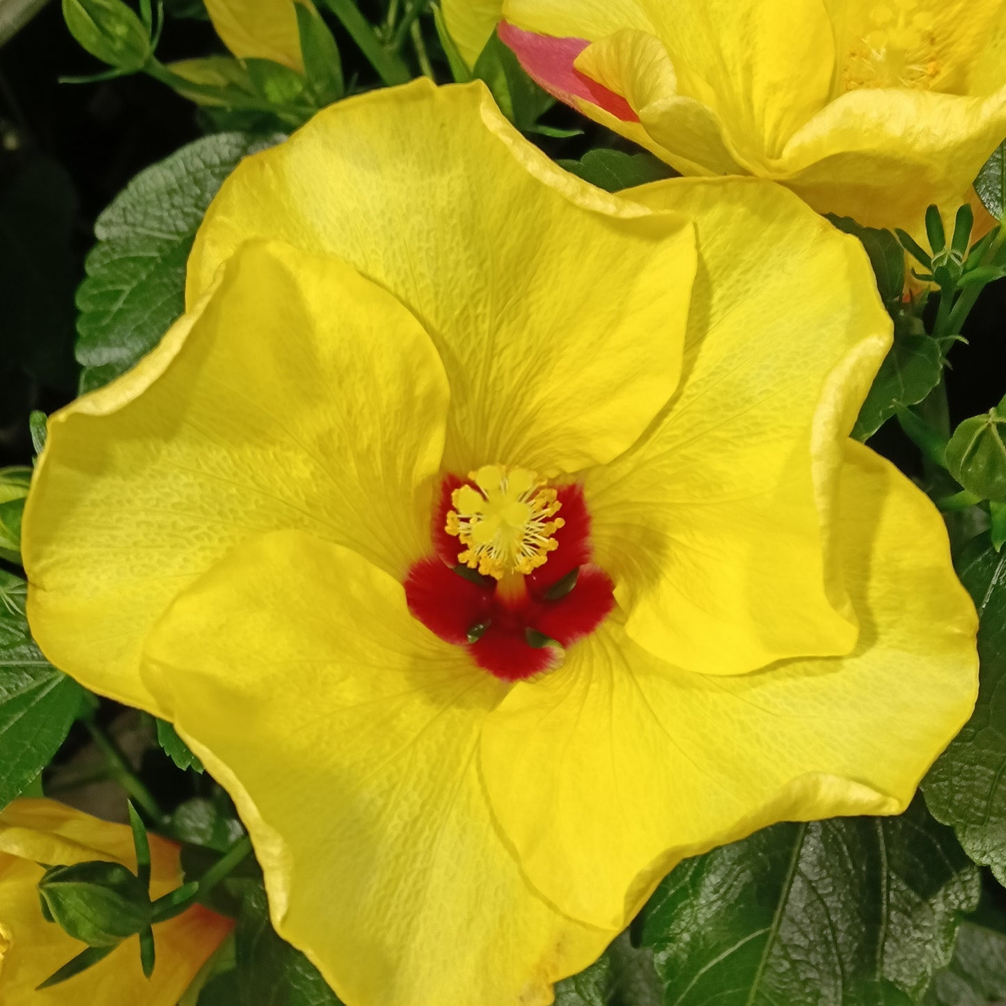 Hibiscus rosa-sinensis HibisQs® 'Adonicus Yellow'