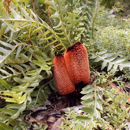 Banksia blechnifolia (Fern-leaved Banksia)