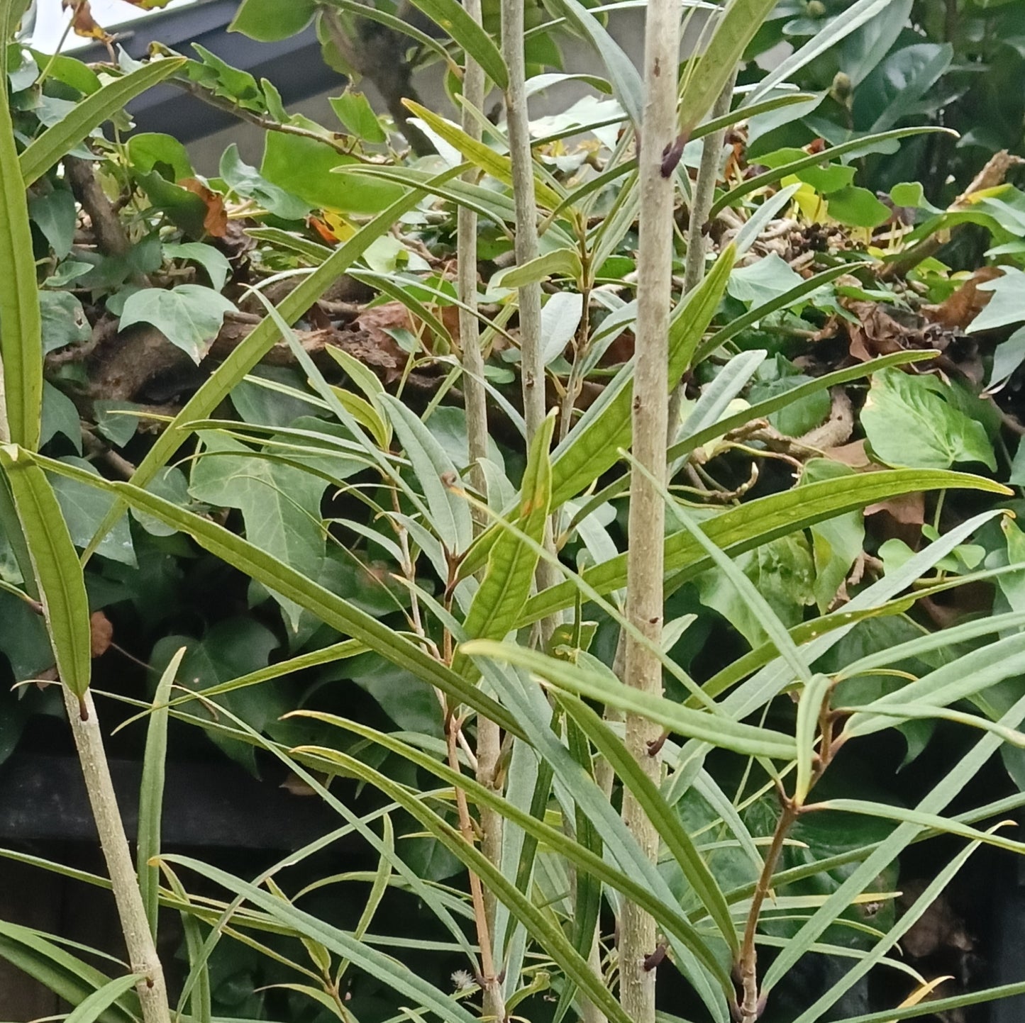 Notelaea cunninghamii (Black Maire)