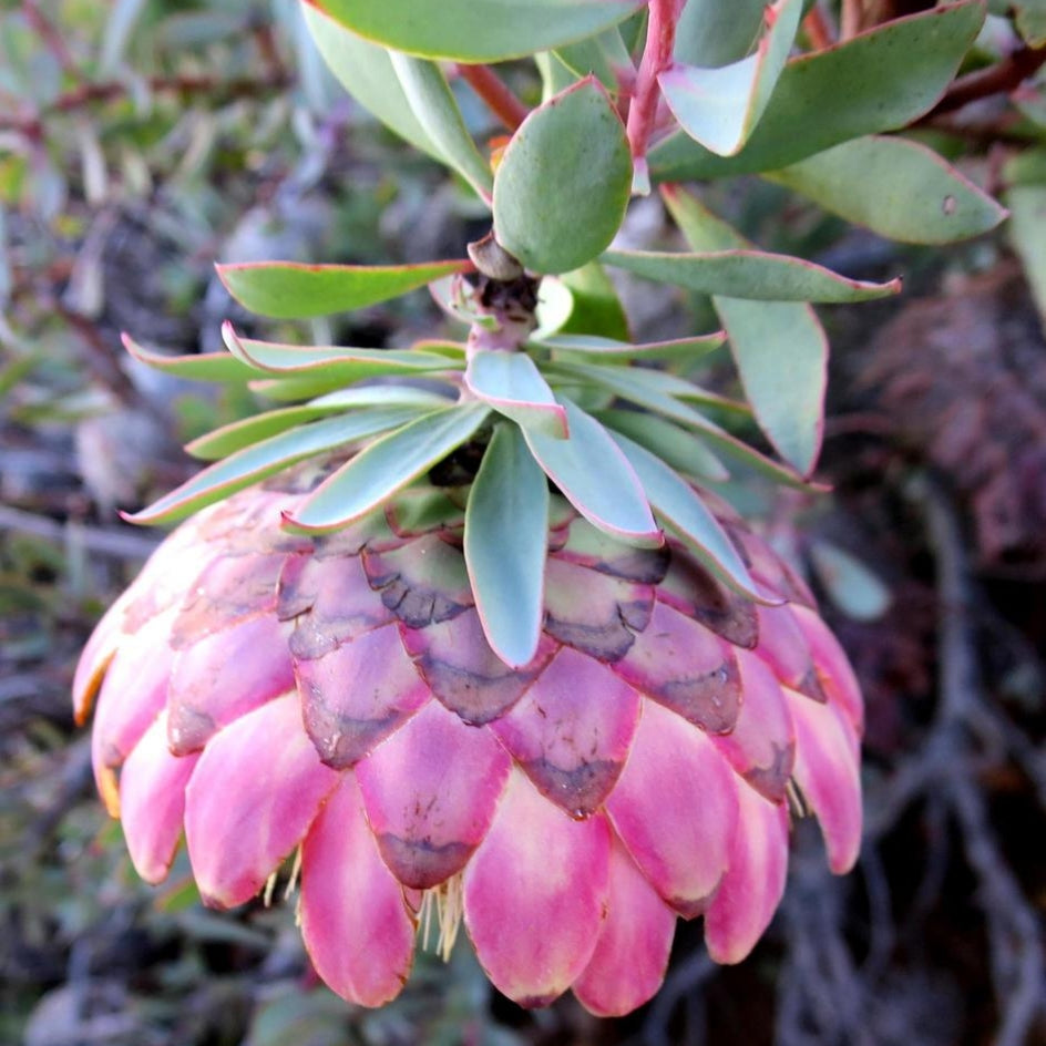 Protea sulphurea (Sulphur Sugarbush)