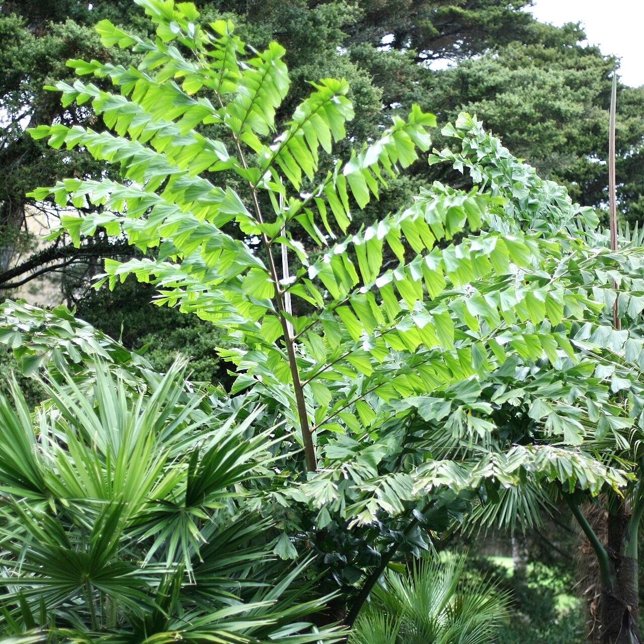 Caryota obtusa (Giant Fishtail Palm)