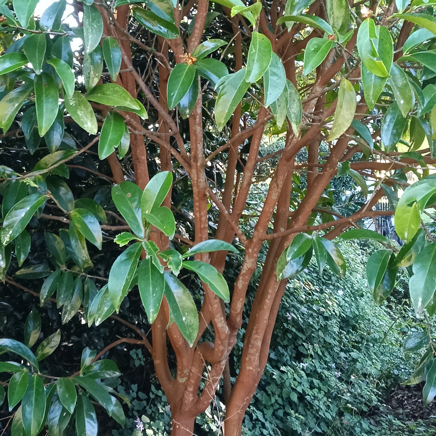 Camellia crapnelliana (Crapnell's Camellia)