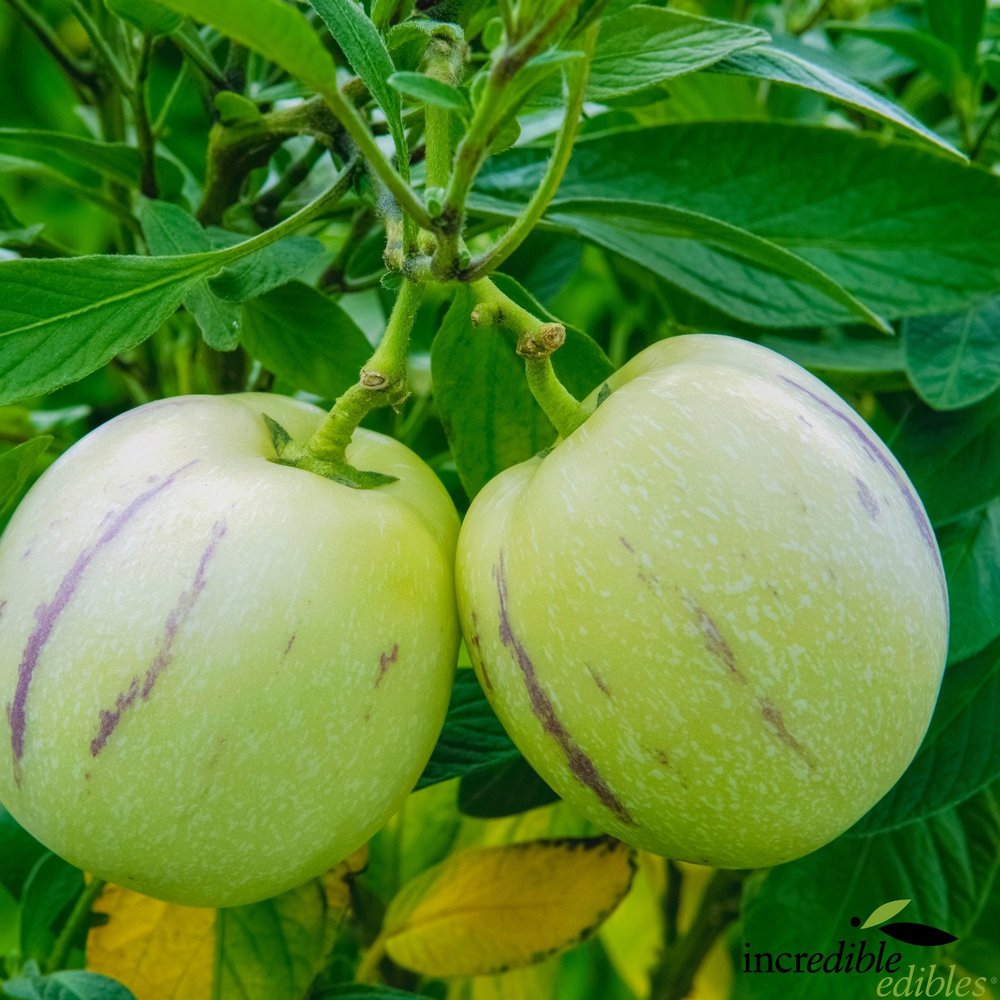 Solanum muricatum 'El Camino' (Pepino)
