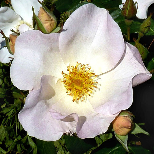 Rosa 'Sally Homes' (Rose)