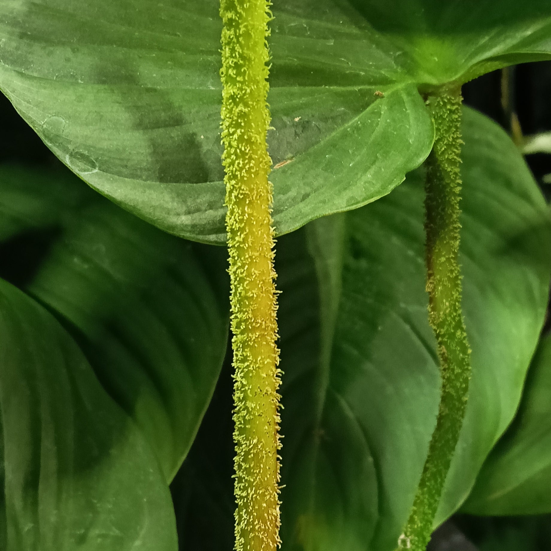gloriosum philodendron nz Philodendron gloriosum (Creeping Velvet Philodendron) – Pikirangi Online Garden Centre