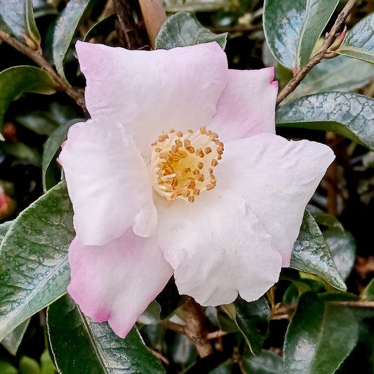 Camellia sasanqua x fraterna 'Yoimachi'