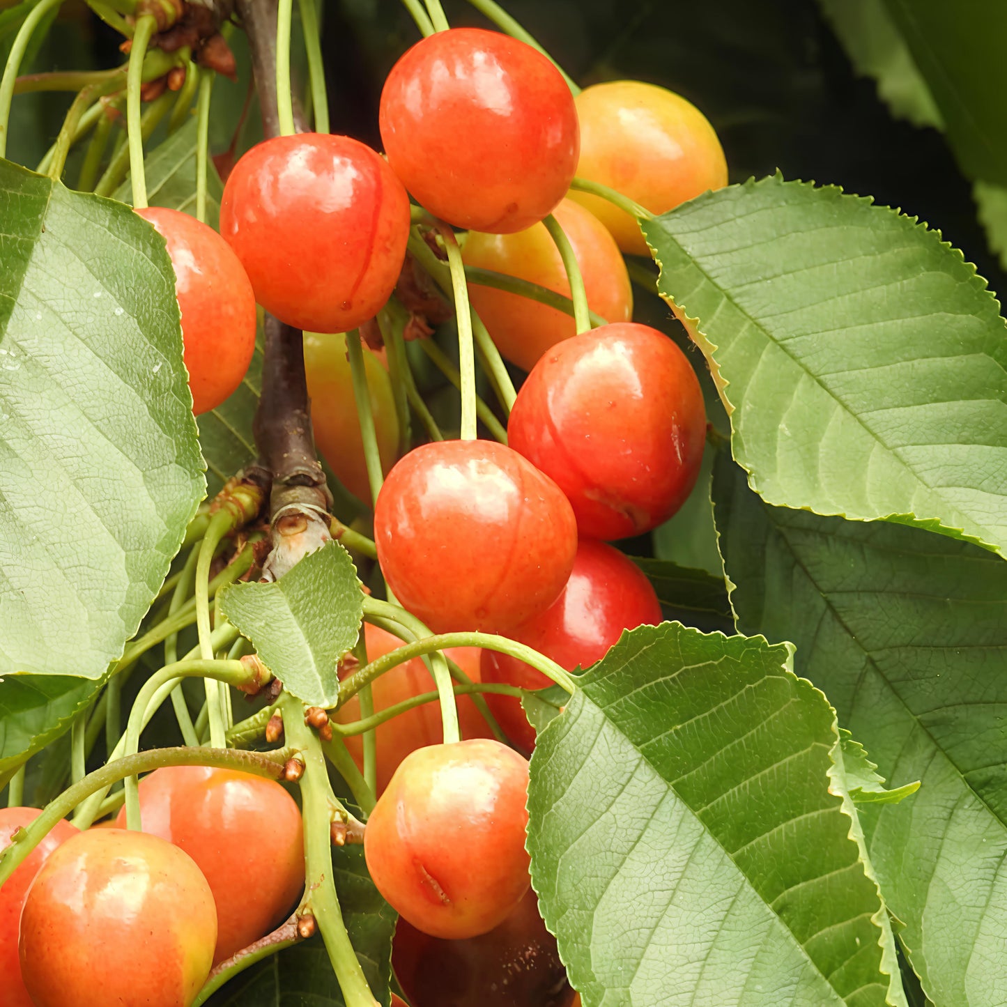 Prunus avium 'Tangshe' (Cherry)