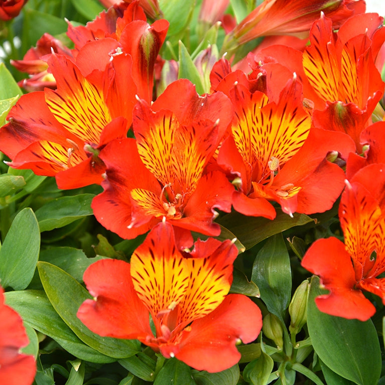 Alstroemeria 'Inca Holland' (Peruvian Lily) Pikirangi