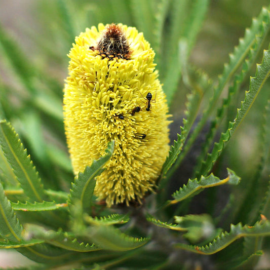 Banksia attenuata (Candlestick Banksia)