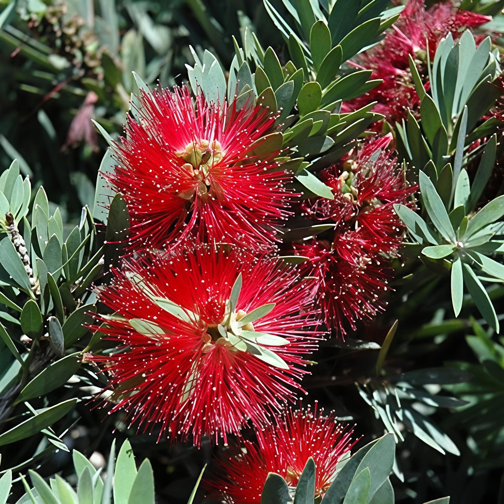 Callistemon viminalis 'Little John' (Dwarf Bottlebrush) Pikirangi