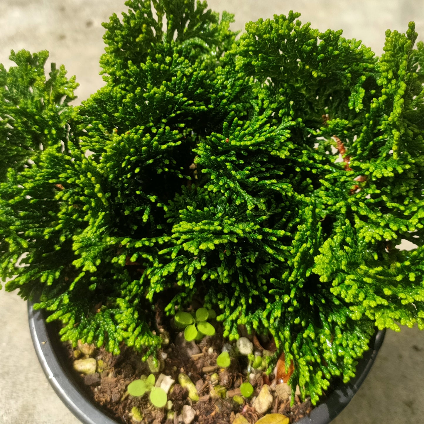 Thuja occidentalis 'Danica' (Northern White Cedar)