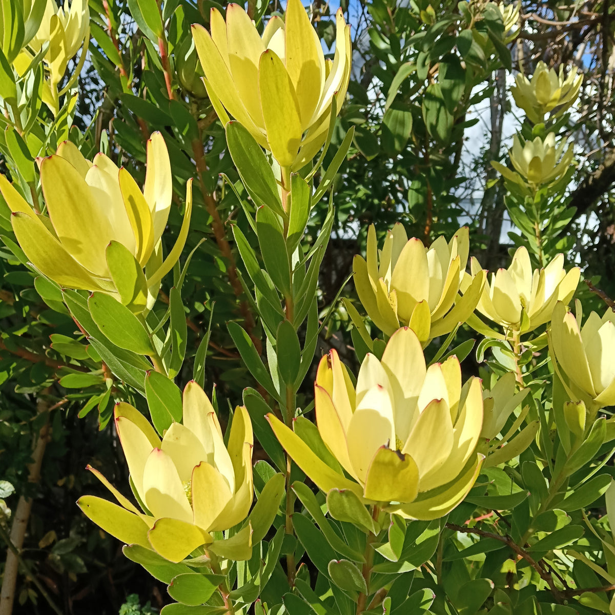 Leucadendron laureolum 'Golden Tulip' (Peninsula Conebush)