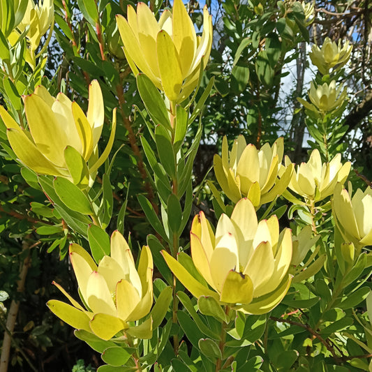 Leucadendron laureolum 'Golden Tulip' (Peninsula Conebush)