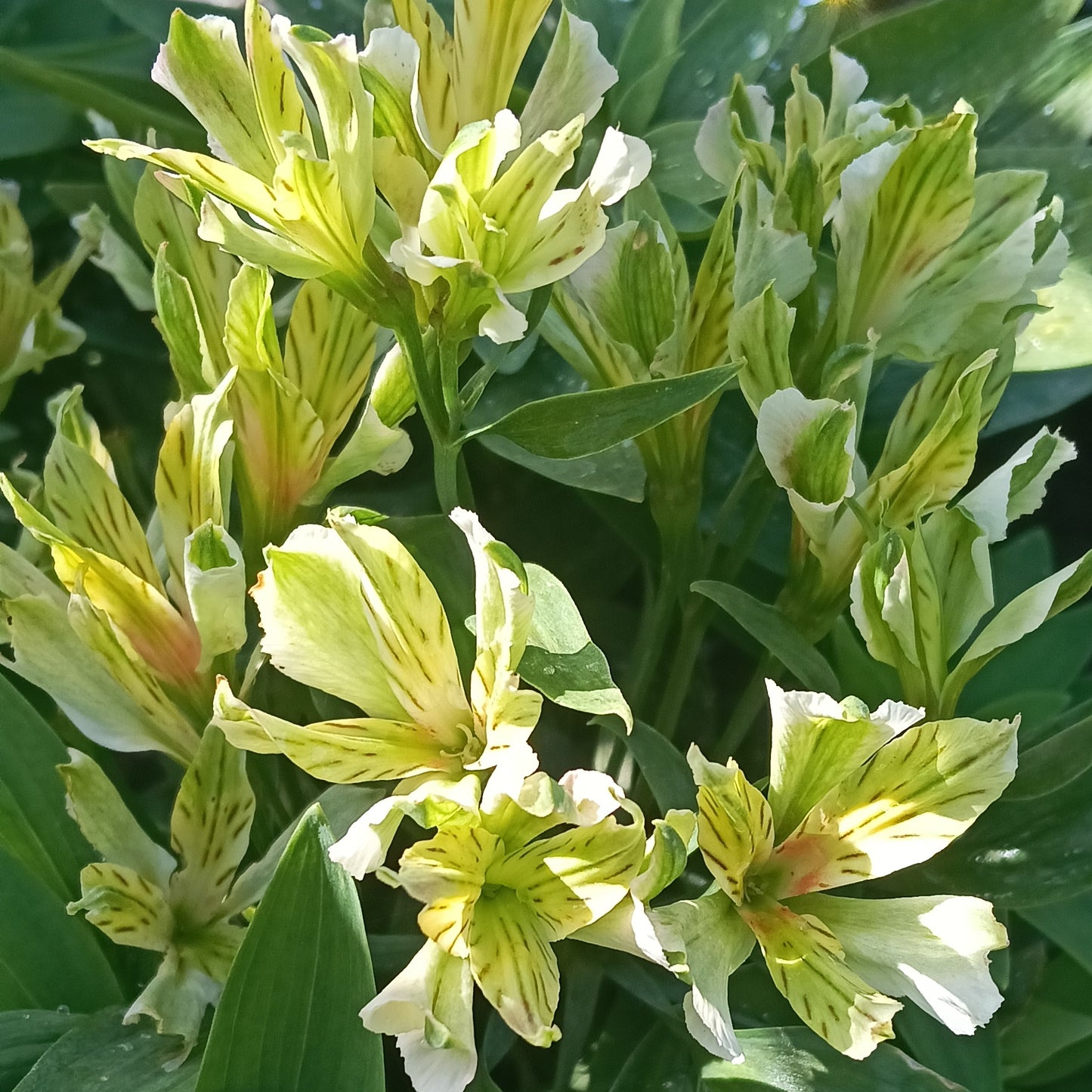 Alstroemeria 'Inca White Sparkle' (Peruvian Lily)