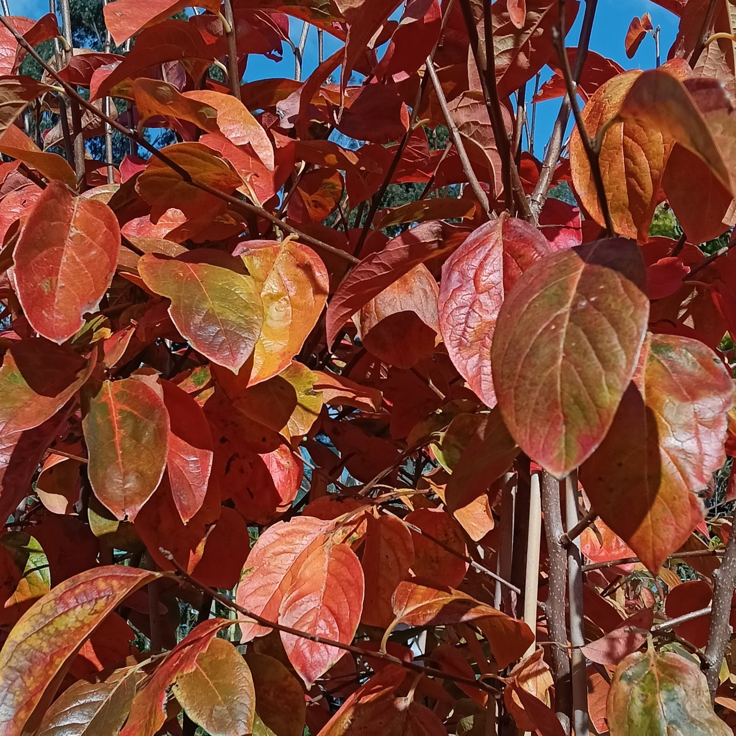 Diospyros kaki 'Fuyu' (Japanese Persimmon)