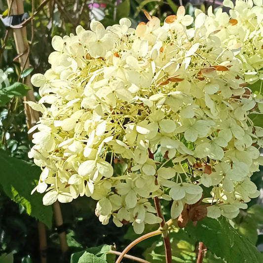 Hydrangea arborescens 'Annabelle' (Smooth Hydrangea)