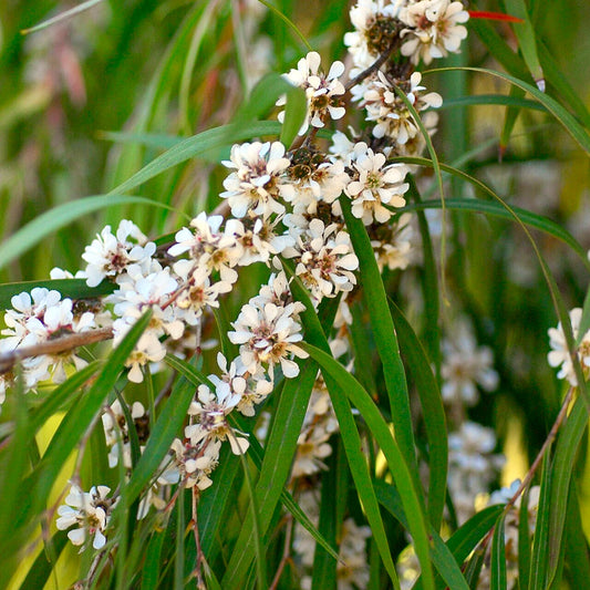 Agonis flexuosa (Willow Myrtle)