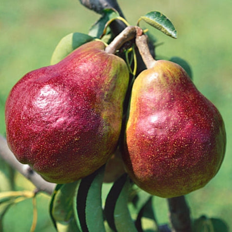 Pyrus communis 'Red Bartlett' (Pear)