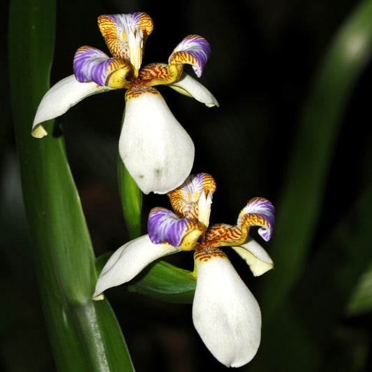 Trimezia gracilis (Walking Iris)