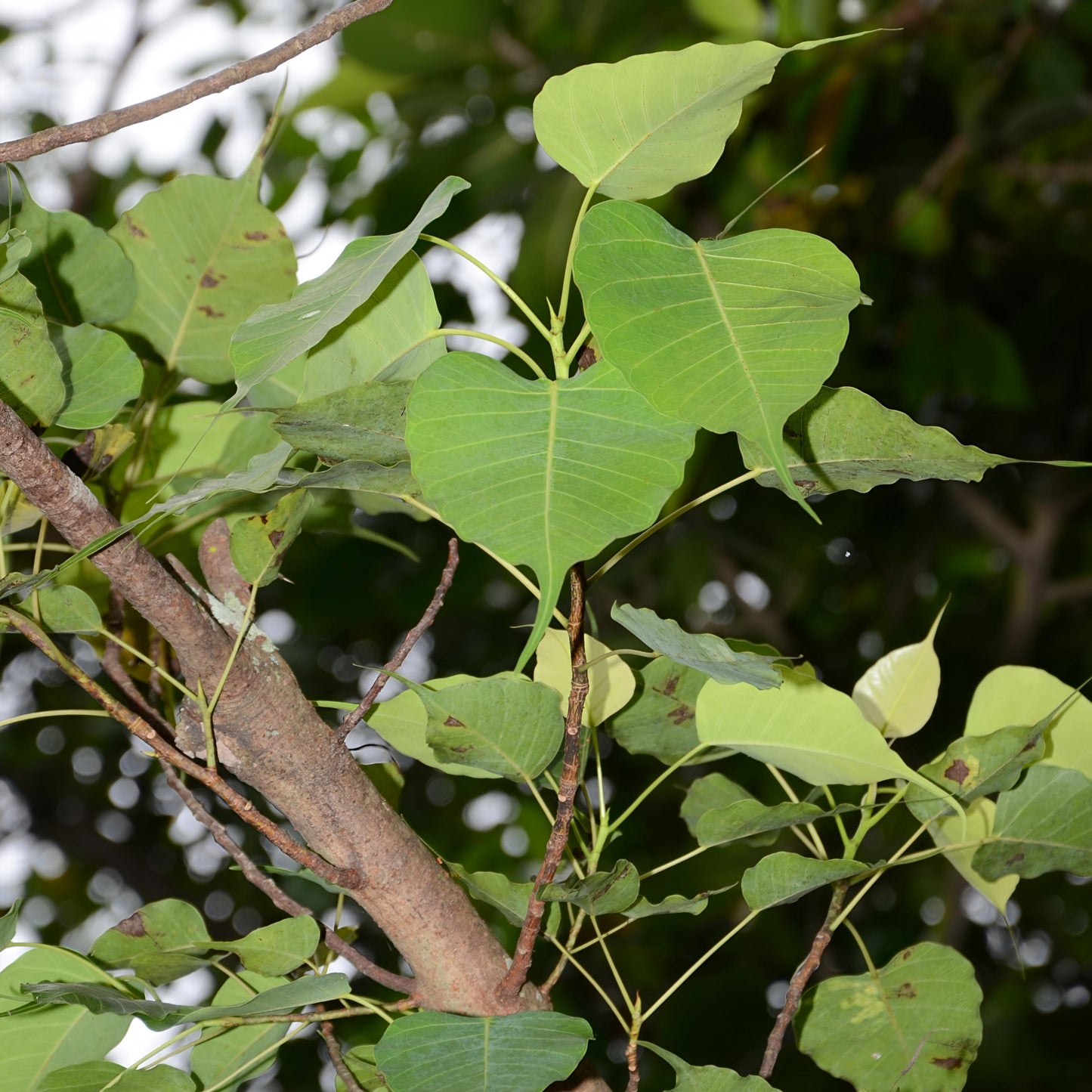 Ficus religiosa (Bo Tree)